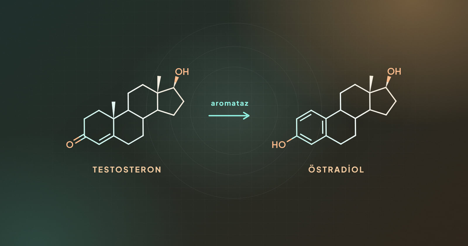 Aromataz enziminin testosteronu östradiole dönüştürmesini gösteren kimyasal şema