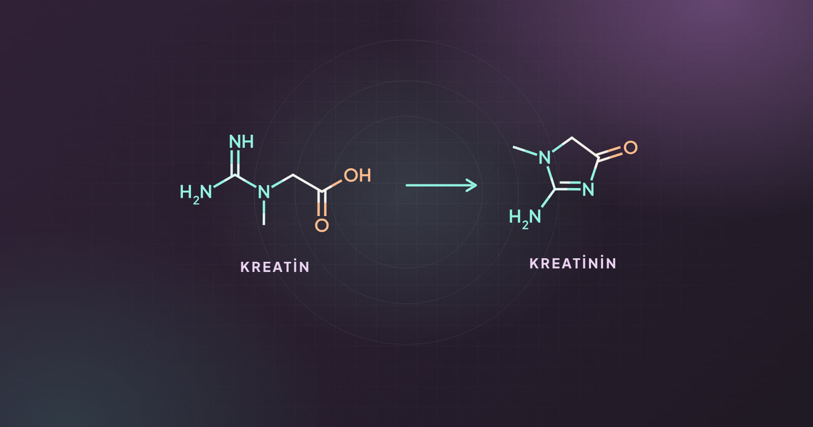 Kreatinden kreatinine dönüşümü gösteren molekül çizimi
