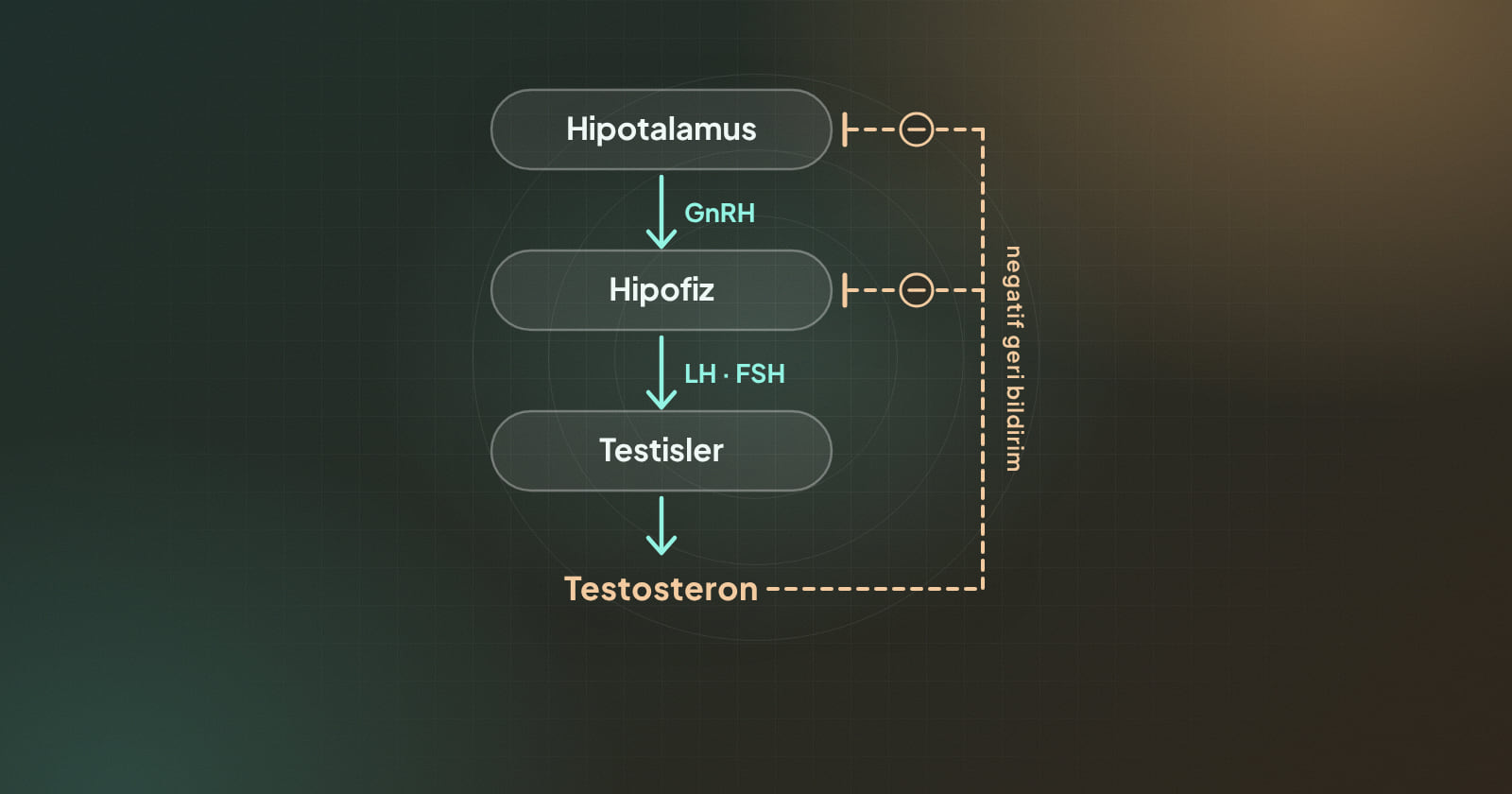 Hipotalamus, hipofiz ve testisler arasındaki hormon zincirini ve testosteronun negatif geri bildirimini gösteren şema
