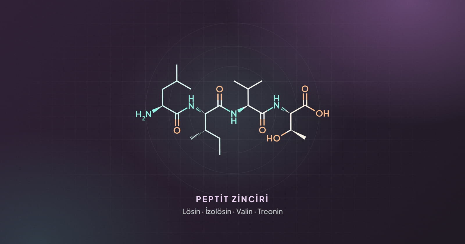 Dört amino asitlik peptit zinciri çizimi